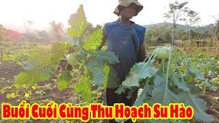 Gặt Hái Thành Quả Cuối Cùng Thu Hoạch Hết Su Hào || Tony Phong cuộc sống Châu Phi
