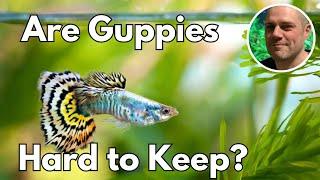 Are Guppies Hard To Keep? HOW TO SET YOUR GUPPY TANK UP FOR SUCCESS!