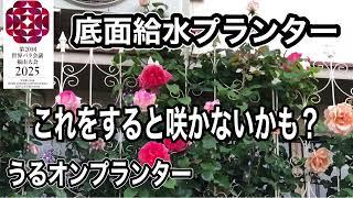 うるオンプランターで長年バラを植え無しで育てていますが失敗もあります。２つのやってはいけない事をまとめて見ました。土壌改良もしました。