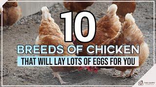 10 Breeds of Chicken That Will Lay Lots of Eggs for You