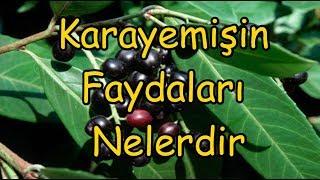 Karayemişin Faydaları Nelerdir