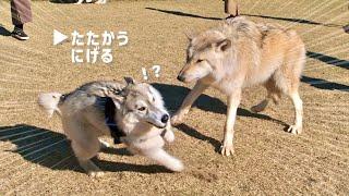 【超大型】オオカミが現れた！！　自分より強そうな相手にハスキー犬はどうする？