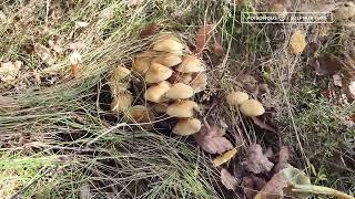 Poisonous mushrooms! Hypholoma fasciculare | Sulphur Tuft | Gheba Pucioasa