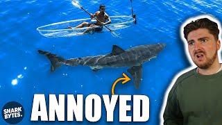 Shark Scientist Reacts to White Shark Kayak Video