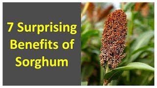 Health Benefits of Sorghum | 7 Surprising Benefits of Sorghum