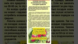 Дачные советы #полезныесоветы #огород #дача #советы