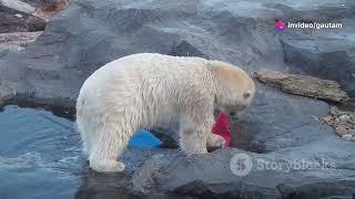 Polar bears in Iceland ? Freya's viral encounter !