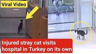 Injured stray cat visits hospital in Turkey on its own | Video