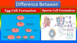 Difference Between Egg Cell Formation and Sperm Cell Formation