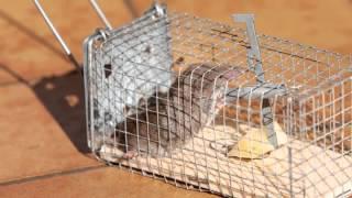 Mouse & Rodent Control | Minneapolis, MN - Be There Pest Control