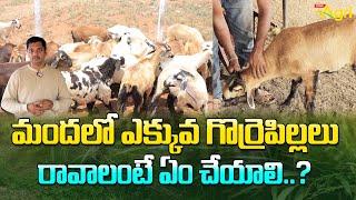 Sheep and Goat Breeding Selection | మందలో ఎక్కువ గొర్రెపిల్లలు రావాలంటే ఏం చేయాలి..? Tone Agri