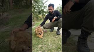 Poor lion cub worried  trying to attack ️ |Angry cub|
