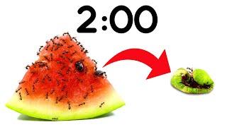 2 Minute Timer [ANTS vs WATERMELON] 