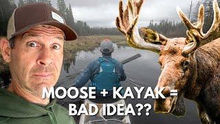 Sea Kayaking for Moose!? |  Kayak touring in Algonquin Park