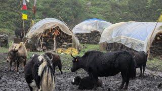 Most Peaceful And Beautiful Himalayan Yak Farming Lifes | Living Poor But Happy Life in Dolpa Nepal