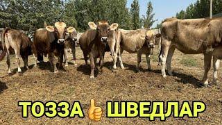 ШВЕД ПАРОДА ХУНАЖИН БУГОЗЛАР ️+998 95 344 19 79 СОТИЛАДИ SOTILADIGON SHIVEDLAR 14 сентября 2023 г.