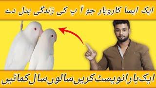 How to start Bird setup || Albino pairing || Best business Ideas || albino lovebirds