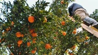 Picking oranges from a 7-meter tree. #farmtime