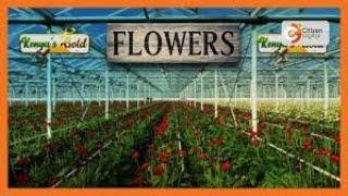 Kenya's Gold | Flower Farming - Gold Feature