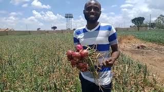 How to reap big in Onions farming @keffarmeragribusinesshub3891