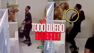 Grabación de un empleado de peluquería canina deja a los dueños de los perros con la boca abierta