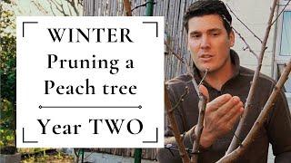 Winter pruning a peach tree | Year TWO  Removing unwanted growth & establishing branch structure