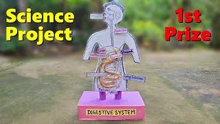 Human digestive system working model | Science project model | 2024