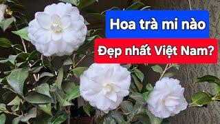 Hoa trà mi nào đẹp nhất Việt Nam