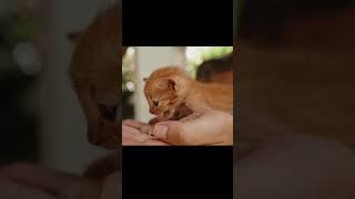 Adorable Kitten Meowing for Attention   #kitten #cute #cutecats