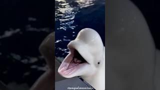 Beluga Whale : The Canary of the Sea