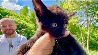 Мы так вовремя с доктором Василием поймали черненького котенка, он был ОЧЕНЬ ГОЛОДЕН!