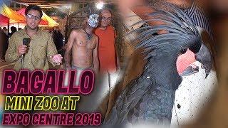 Bagallo Mini Zoo Scarlet macaw Black palm cockatoo at Expo center Jamshed Asmi Informative Channel