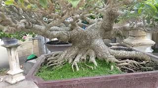 bonsai bonsai nya kolektor ponorogo