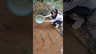Paul cuffaro, fish trap homemade, catch em all fishing, freshwater fishing, easy diy
