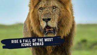 Jesse The Outlaw - Most Iconic Nomadic Male Lion of all time - Nomadic King of Masai Mara