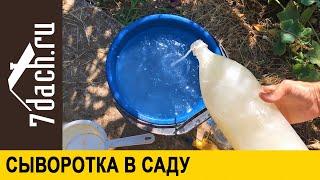  Применение сыворотки в саду: удобрение и защита - 7 дач