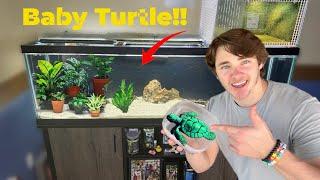 Adding *NEW* Baby Turtle Into My Fishtank