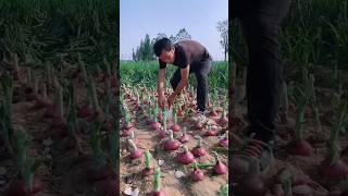 #harvesting #agrio #onion #cuttingskills #farming #trending