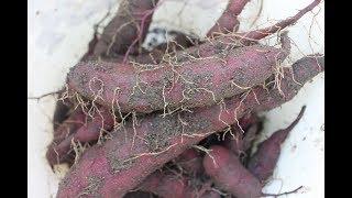 Growing PURPLE Sweet Potatoes