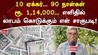 10 ஏக்கர்... 90 நாள்கள்... ரூ.1,14,000... எளிதில் லாபம் கொடுக்கும் எள் சாகுபடி! | SathiyamTV