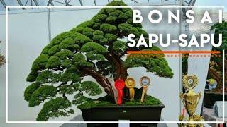 Bonsai Sapu-Sapu atau Bonsai Cucur Atap (Baeckea frutescens)