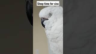 sisu baby umbrella cockatoo #birds #ببغاء #عرب #cockatoo #sisu #funny #funnyvideo #parrot