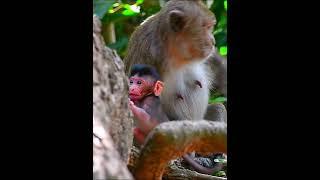 Comely baby monkey playing #monkey