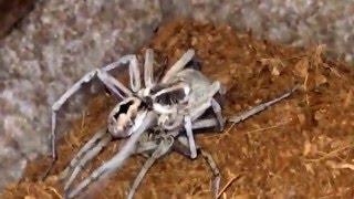 Hogna Carolinensis Mating