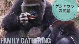 Mom gorilla tries to make her baby laugh at Kyoto City Zoo.