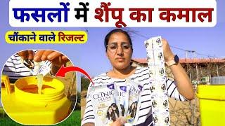 खेती में शैंपू का कमाल  fasal me shampoo ke fayde | shampoo use in agriculture | shampoo ka proyog