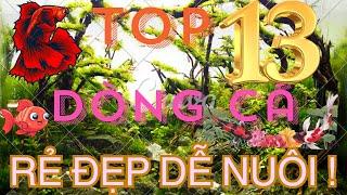 top 13 dòng cá cảnh dễ nuôi rẻ không cần oxy dành cho người mới chơi