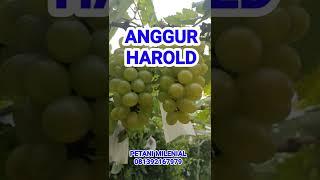 ANGGUR IMPORT HAROLD || #anggurmanis #viralshorts  #shorts #videoshorts #shortsvideoyoutube