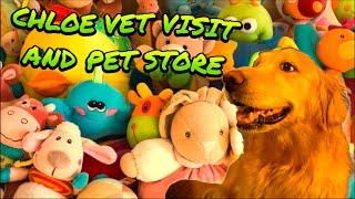 Golden retriever dog has her vet visit and then some fun at the pet store#dog #vet #pets