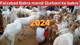 गुलाबी बकरा कुर्बानी के लिए फैजाबाद बकरा मंडी 50000 तक बकरा गुलाबी#bakraeid2024 #bakraeidspecial